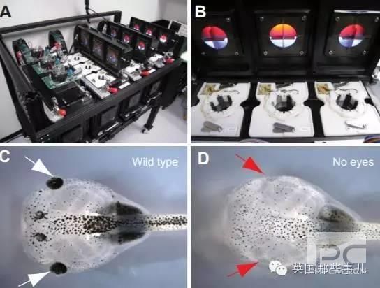 科学家把蝌蚪眼睛抠下来装到屁股上 居然照样能用