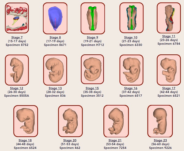 fetus 3D