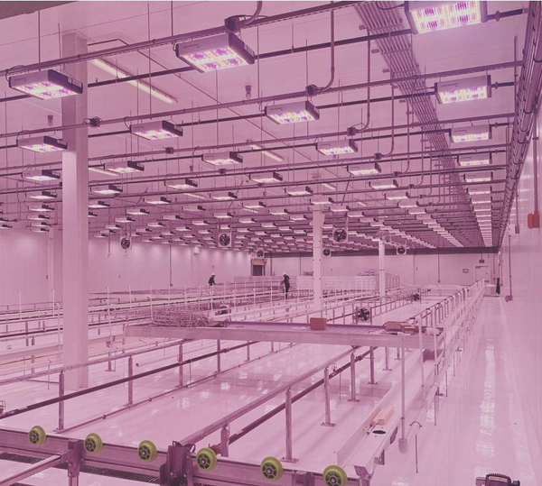 艾迈斯欧司朗OSLON植物照明先进技术，助力Revolution Microelectronics点亮未来农业