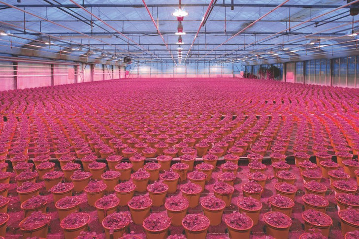 艾迈斯欧司朗发布OSLON® Optimal植物照明LED系列新增增强型640nm Red（红光）产品