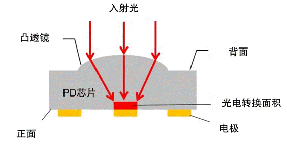 图2：集成背面入射和凸透镜的PD芯片结构横截面图.png